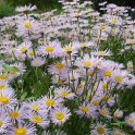 Erigeron glabellus
